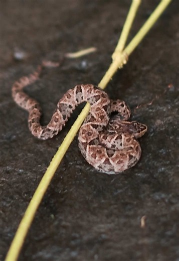 La serpiente terciopelo es una de las especies más temidas de Centroamérica. En este video te muestro mi encuentro con ella en Nicaragua junto a Milton Vlogs. @Miltonvlogs #terciopelo #serpientes #nicaragua #miltonvlogs