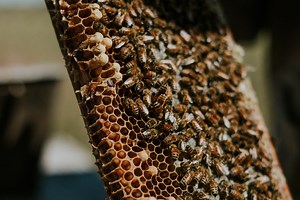 The Astonishing Math Behind Honeycomb