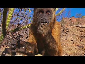Capuchin Monkeys Using Tools