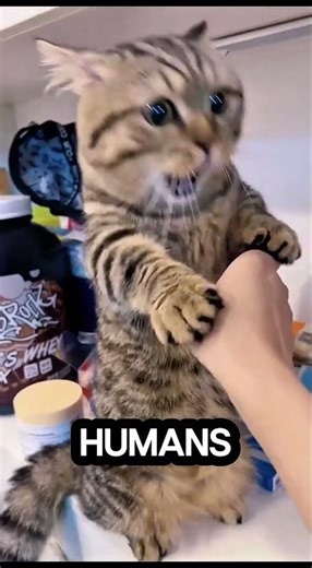 If You Have a Cat… You Must Know These 3 Facts 😱 #facts #animals #wildlife