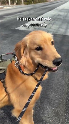 When your dog decides he’s responsible for you.