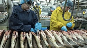 759K views · 539 shares | Amazing big net catches tons of fish at sea - Harvest and Processing salmon in factory | Sea Fishing | Facebook