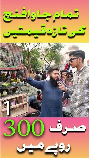 All java price 2023 | java finch price in pakistan | Silver white fawn grey albino Jawa price update