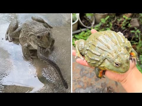 This Monster Frog Will Eat Anything — Even Its Own Kind!
