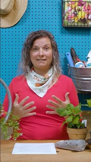 How Far Apart Should You Plant Your Tomatoes? 🍅 🍅 🍅 #HGTV #DigIt