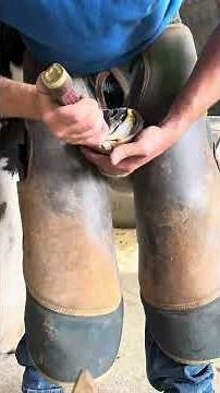 Expert Farrier Demonstrates Horse Shoeing Process!