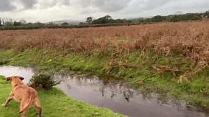 2.1K views · 48 reactions | Would you LOVE to have TOTAL CONTROL over your dog when and where it matters?? More information with more demonstration than you could possibly wish for at this unbelievable bargain price!! https://www.patreon.com/jamiepenrith | Take the Lead Dog Training | Facebook