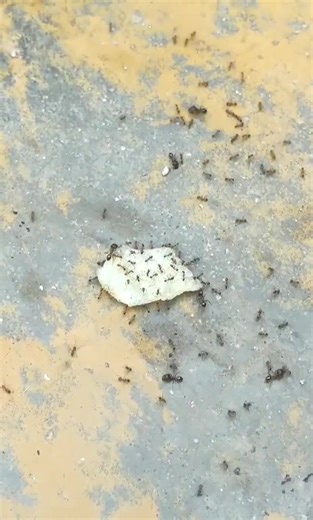 Take me home baby ants#ants #chips #food #ant #bugs