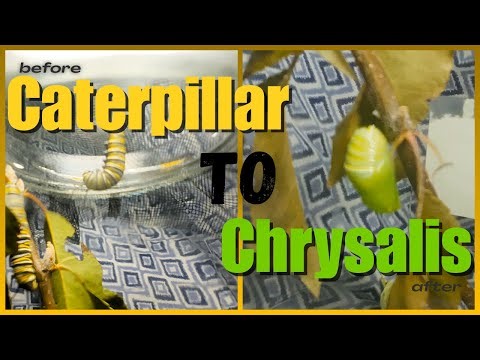 From Caterpillar to Chrysalis - A Monarch Caterpillar Transformation #transformation