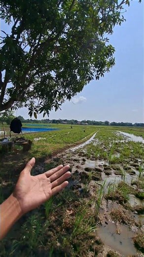 FLY ON SUNDAY | MACAWS FREE FLY