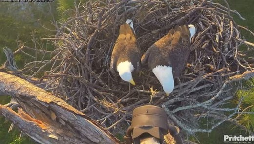 Bless your heart Dear, that is not where that stick belongs. 😂 #birdsofinstagram #eaglecam #baldeagle #birding #wildlife #swfl #eaglesofinstagram #birdsofprey #instabird | Southwest Florida Eagle Cam