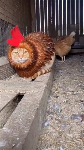 @sora.us on Instagram: "💀🗿 日本利用压电瓷砖将脚步转化为电能。这些瓷砖捕捉来自你脚步的动能。当你行走时，你的重量和动作会对瓷砖产生压力。瓷砖会轻微弯曲，从而产生机械应力。瓷砖内部的压电材料将这种应力转化为电能。每一步都会产生少量电荷，而数百万步结合在一起就能产生足够的电力来驱动 LED 灯、数字显示屏和传感器。在像涩谷车站这样繁忙的地方，每天大约有 240 万个脚步为这一系统作出贡献。这些电能可以被储存或立即使用，从而减少对传统电力来源的依赖，并支持可持续的城市基础设施。这种方法将日常运动转化为实用的可再生能源 #日本 #知识 #事实 #你知道吗 #推荐 科技 创新 历史 技术 实验 热门"