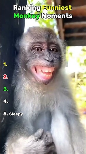 Ranking FUNNIEST Monkey Moments 😂🐒 | #shorts