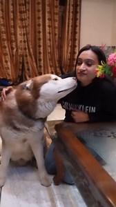 109K views · 3.2K reactions | The Himalayan Husky Might Be Antisocial...