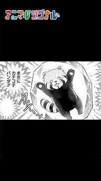 【知ってた？】レッサーパンダが丸まって眠る理由（CV:小林千晃/夏吉ゆうこ）週刊少年ジャンプ連載中『アニマルシグナル』）