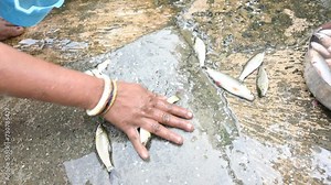 Indian woman hand cleaning fish. Rohu fish. It is a species of fish of the carp family. its other names rui fish, roho labeo, Labeo rohita.