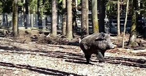 German wildlife park renames Putin the pig