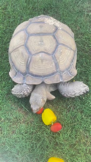7.4K views · 110 reactions | African Spurred Tortoise - also known as Sulcata Tortoise | Eudora Wildlife Safari Park | Facebook