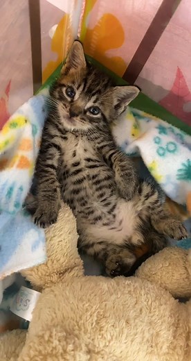 Chillin Parsley Observation with Erin Berger