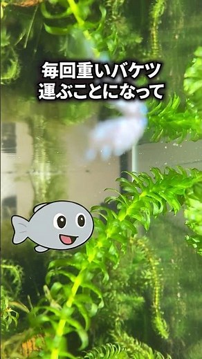メダカの水槽について🧐