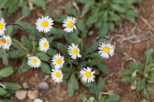 How Much Water Do Daisies Need? (Daisy Water Requirements)