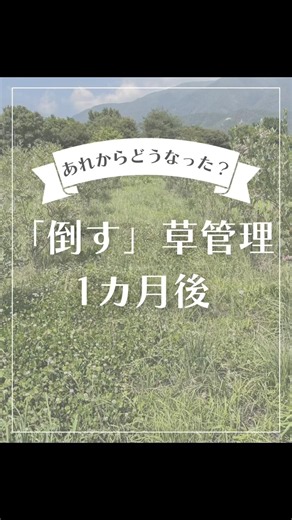 99%刈らない「倒す」草管理の1カ月後#幸せフルーツ工房 #ブルーベリーの森あづみの #ブルーベリー栽培 #草生栽培 #家庭菜園