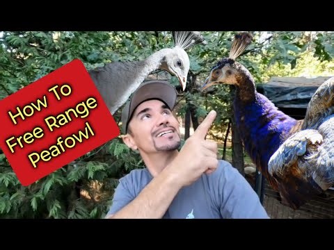 How to Free Range Peafowl