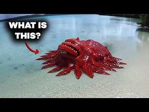 TOP 8 Most Terrifying Creatures Washed Up on Beaches | NUMBER 8 SCIENTISTS CAN'T EXPLAIN WHAT IT IS