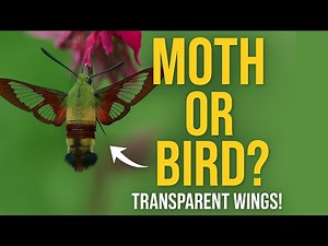 The Amazing Hummingbird Moth Explained #hummingbirdmoth #moth #hummingbird