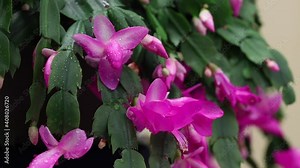 Closeup of Houseplant schlumbergera with pink flowers, parent of Christmas cactus or Thanksgiving cactus, blooms luxuriantly in December. Floriculture of a bright Decembrist plant with winter flower Stock Video