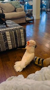 101K views · 2.6K reactions | #parrots #parrotslover #cockatoo #birds | Cockatoo Daily | Facebook