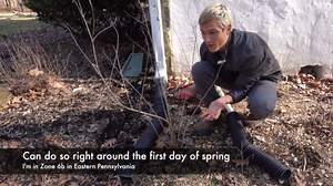 Butterfly weed Asclepias spp. spring plant preparation