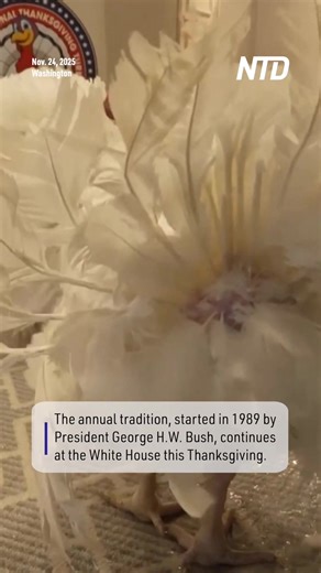 A taste of luxury for “Gobble” and “Waddle,” the two turkeys who will be pardoned at the White House, as they spend time in the Willard Hotel before heading to the White House on Tuesday. | NTD Television