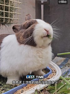 Fini enjoying some wild fennel from the fields 😋 Did you know her original name was supposed to be Fennel? My partner at the time had a hard time pronouncing it, so we eventually arived at Fini instead 😅 #FiniFacts #FiniFriday | OBDsity - Bunnies in a Bun dance