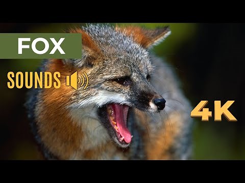 What Does a Fox Sound Like at Night? (Creepy Screams in the Dark) 4K
