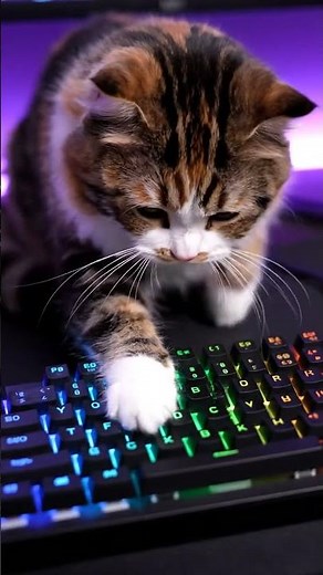 Playful Calico Cat "Helping" with Keyboard | Cats Cafe | StreamRizzer