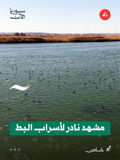 أسراب البط في مياه الفرات: مشهد فريد