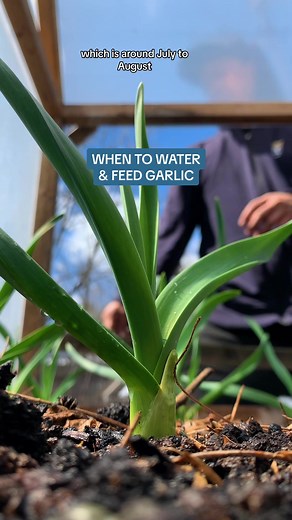How to Grow Garlic for a Lifetime Supply | Gardening Tips