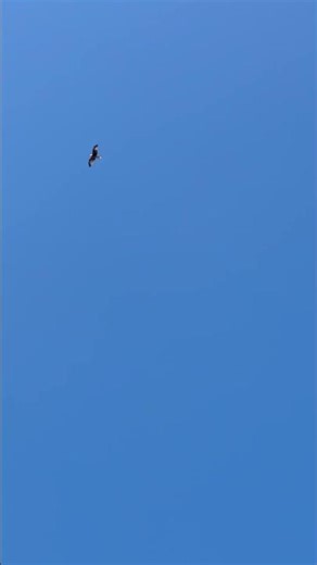 Red Kite Soaring in Blue Skies 🦅 | Nature at its Best