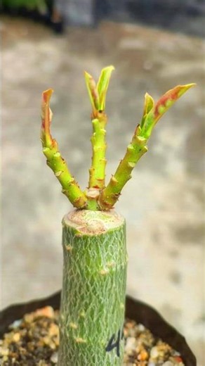 The Most Interesting Method To Graft Adenium Plant | Desert Rose #shorts #grafting #plant #adenium