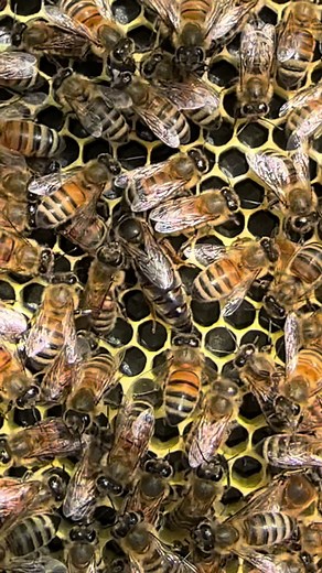 All the different bees in a hive! #hensandhoneyhomestead #beekeeping #honeybees #beekeeper #dronebees #workerbees #queenbees #beehive