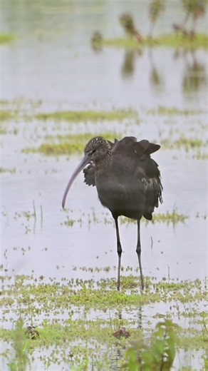 Glossy Ibis Preening It's Feathers In A Wetland
