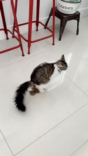 Casual Monday Breakfast with a Confused Cat: Funny Cat Poop Memes