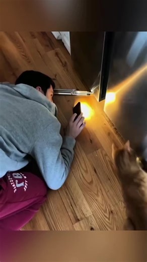 Cats helping humans.. #cats #funnycat | Funny Cat Clips