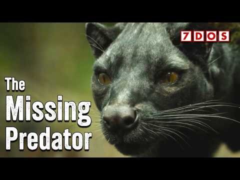 Madagascar’s Missing Top Predator Has Just Been Discovered
