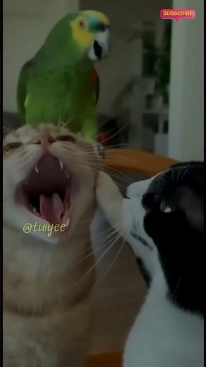 Try Not To LAUGH Challenge: VIRAL Parrots Doing Hilarious Things (Best Compilation 2025)