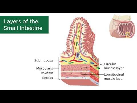 Layers of the Small Intestine
