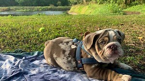 What is the price of the most expensive dog in South Africa?