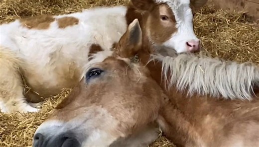 Baby cow born with dwarfism bonds with aging horse in heartwarming sanctuary tale