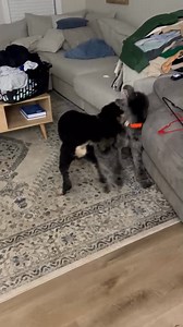 5.7K views · 163 reactions | Samson's new owner sent me a video.They have a 8 month old standard poodle.Samson is 6 months. They will be best friends growing up together. As you can see Samson is happy and playing. I'll put a photo of them in the comments. #3southerncatsandmomma #funnyvideo #cat #comedyvideo #dog | Southern Cats | Facebook